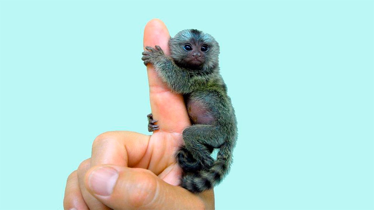 Kääpiömarmosetti