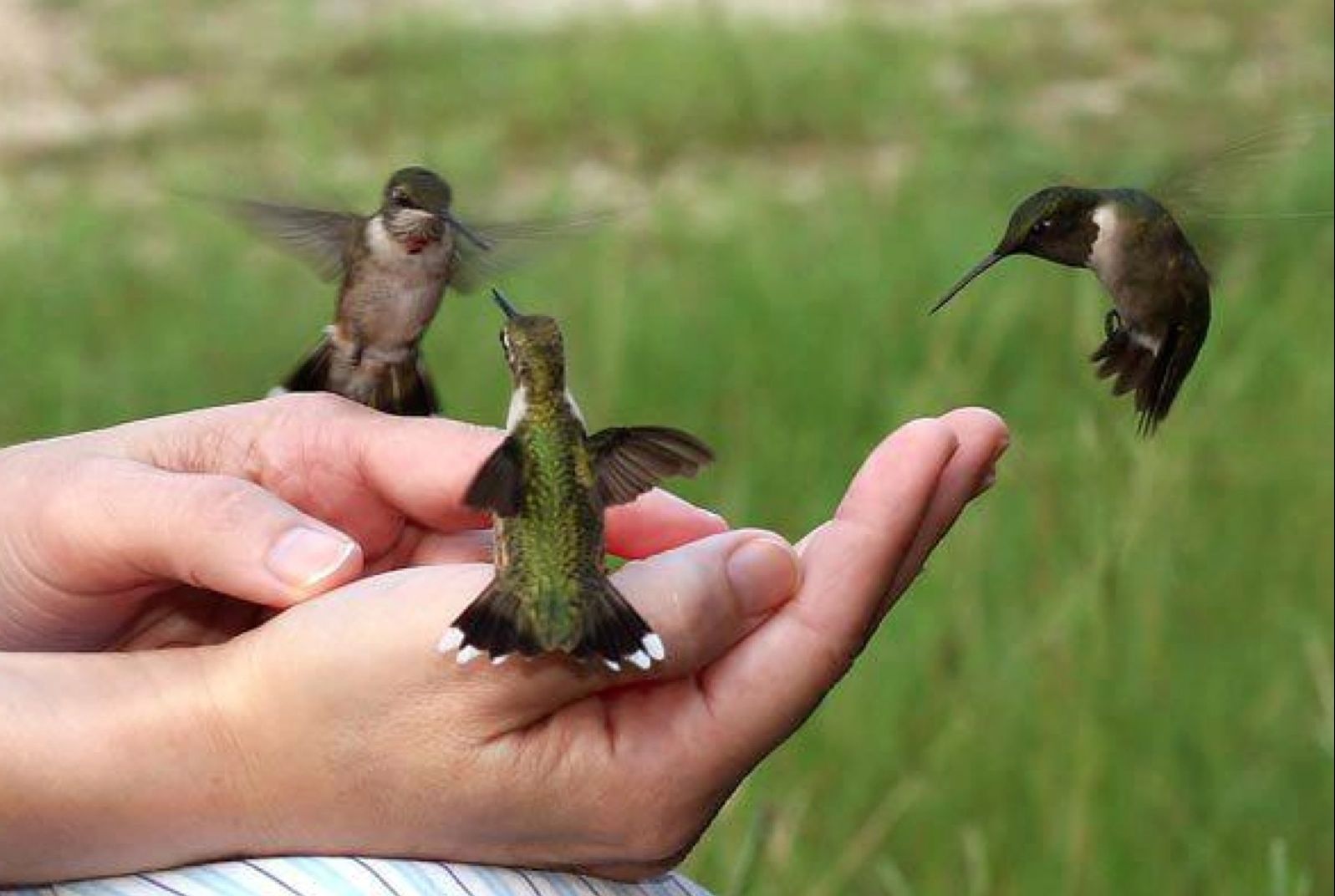 Hummingbird-mehiläiset parvesivat ihmisen kämmeneseen