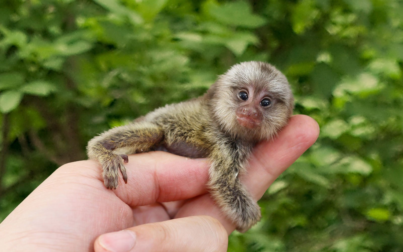 Kääpiömarmosetti