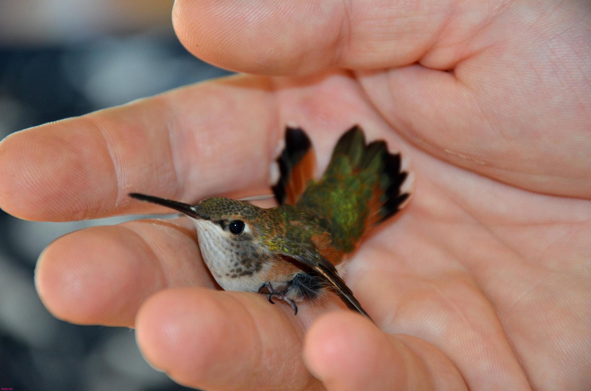 Kolibri kämmenellä