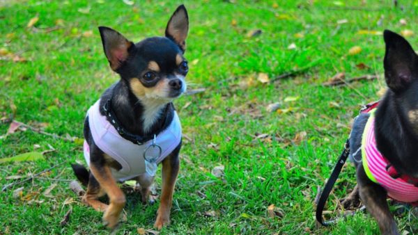 Ominaisuudet Chihuahua koulutus lue artikkeli