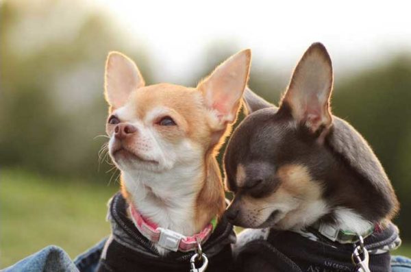 Chihuahua-koulutus