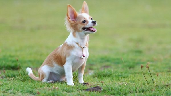 Chihuahua-koulutus Lue artikkeli