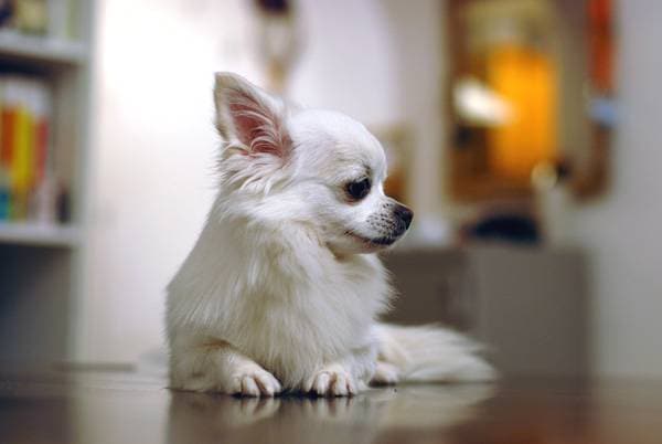 Chihuahua-koulutus. Hieno WC-kysymys
