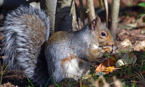 itäharmaa orava