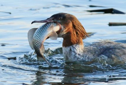 Merganser nielee saaliin