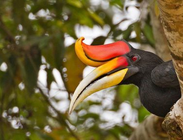 Hornbill