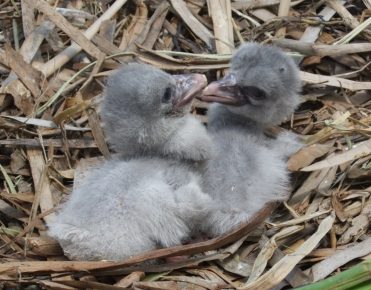Whalehead Chicks