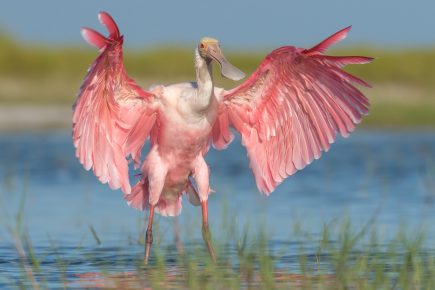 Spoonbill levitti siipiään