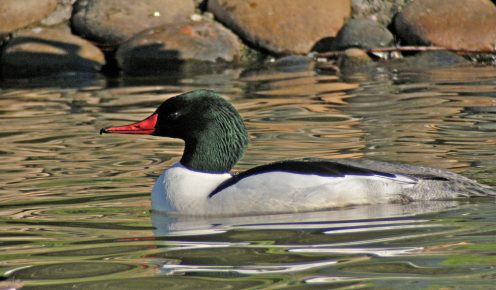 Merganser on kuin tavallinen ankka