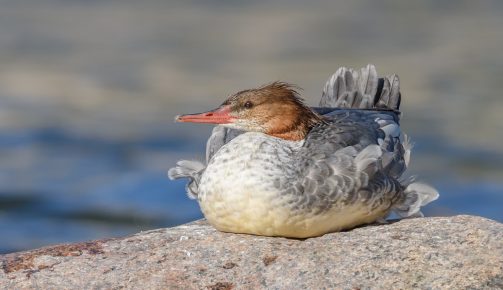 Merganser istuu kivellä