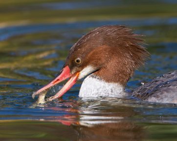 Merganser-kalat