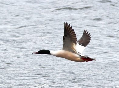 Merganser lennossa