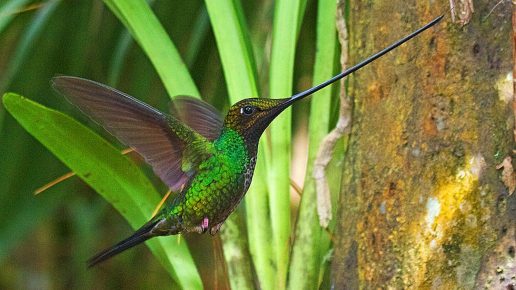 Peitsikolibri