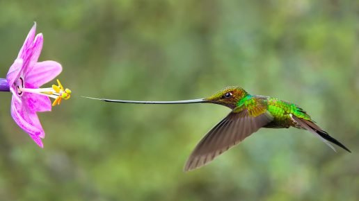 Kolibri saa nektaria
