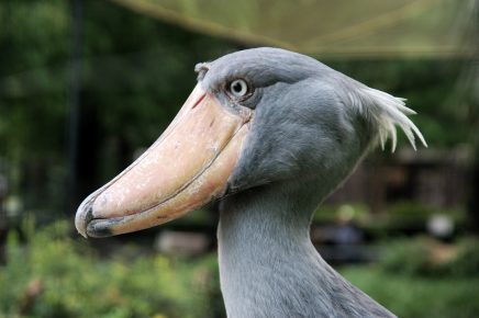 Tsaari