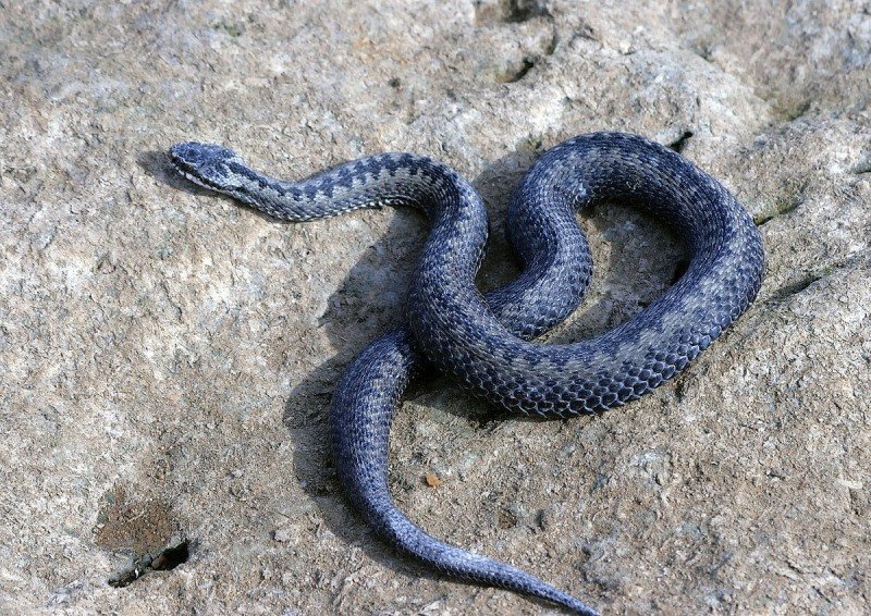 Viper hiipii kivillä