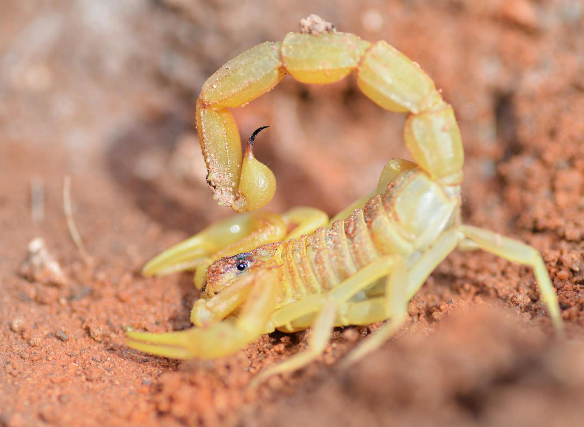 Keltainen skorpioni
