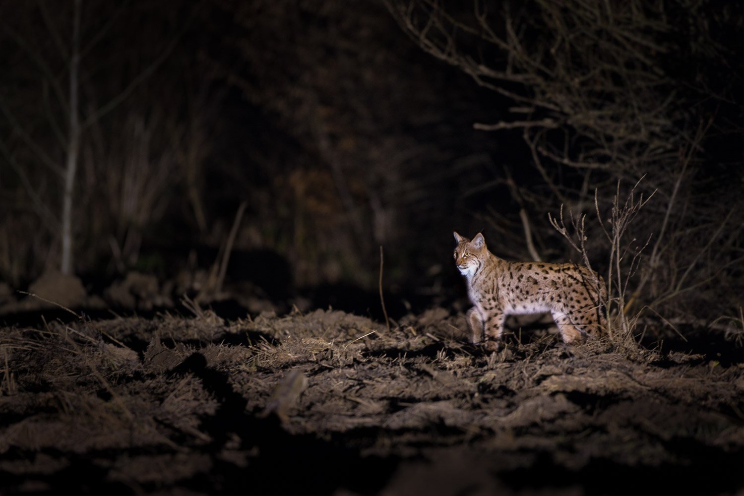 Lynx yömetsästyksessä