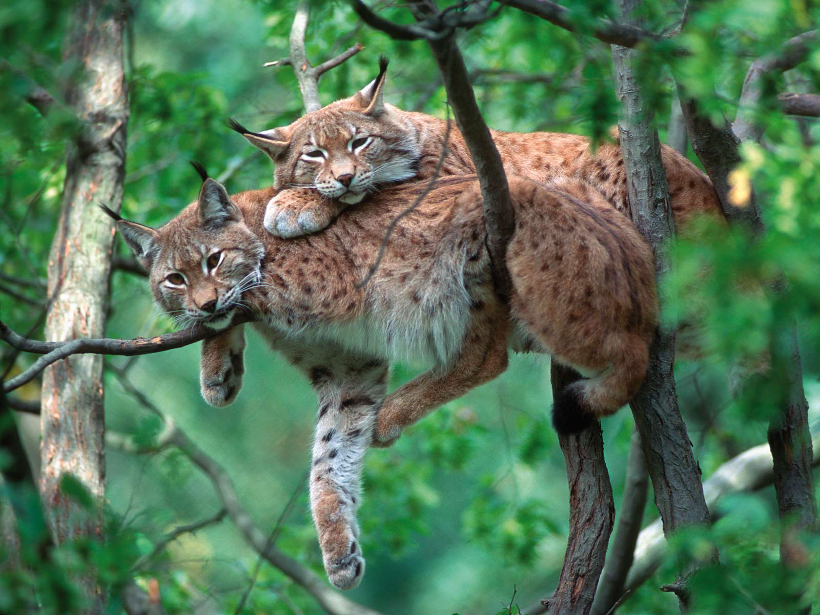 Lynx lepää oksilla