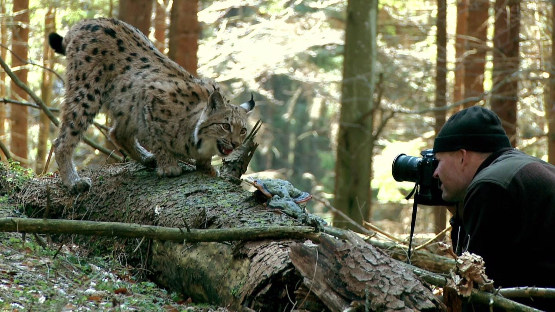 Lynx ja ihminen