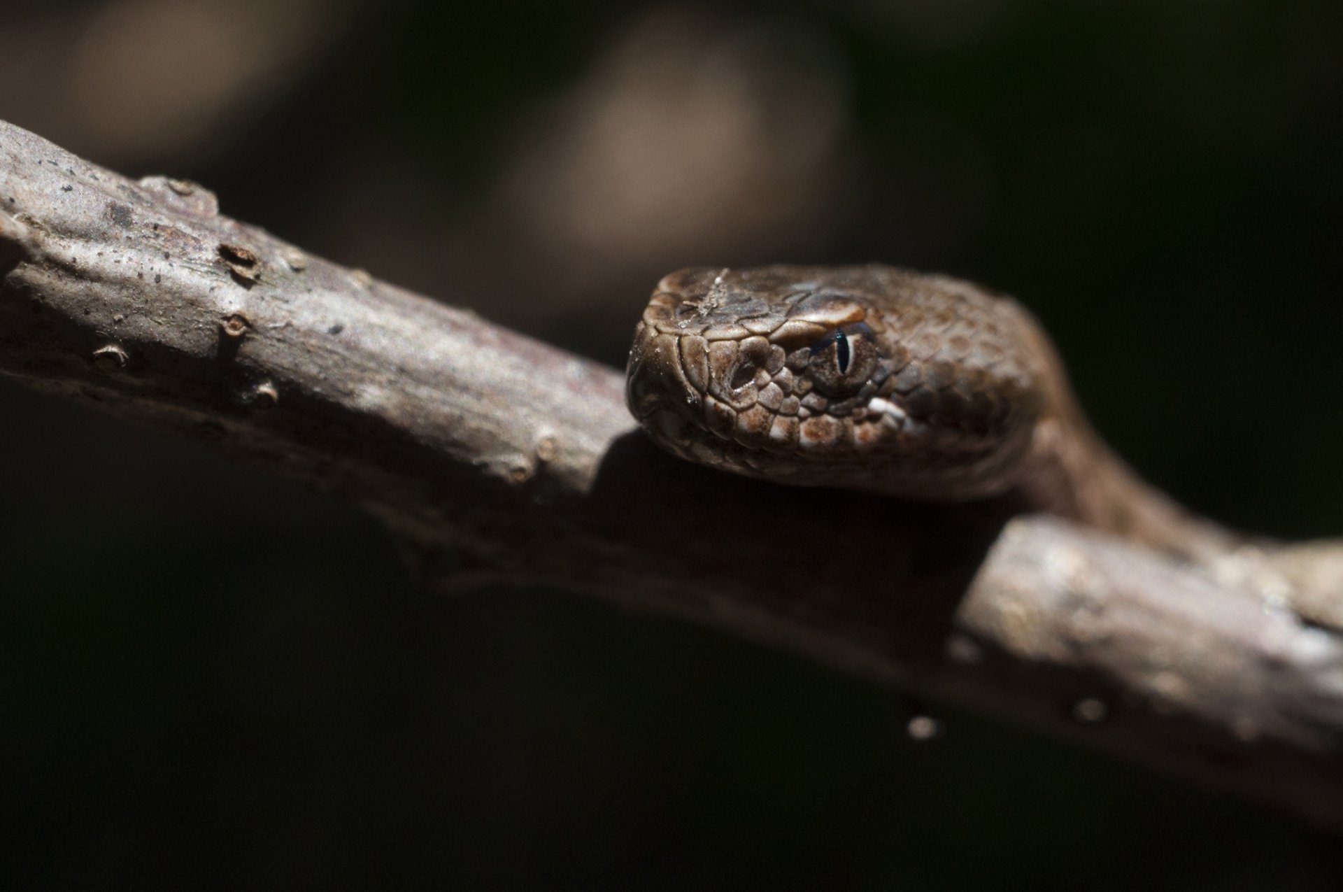 Viper Head
