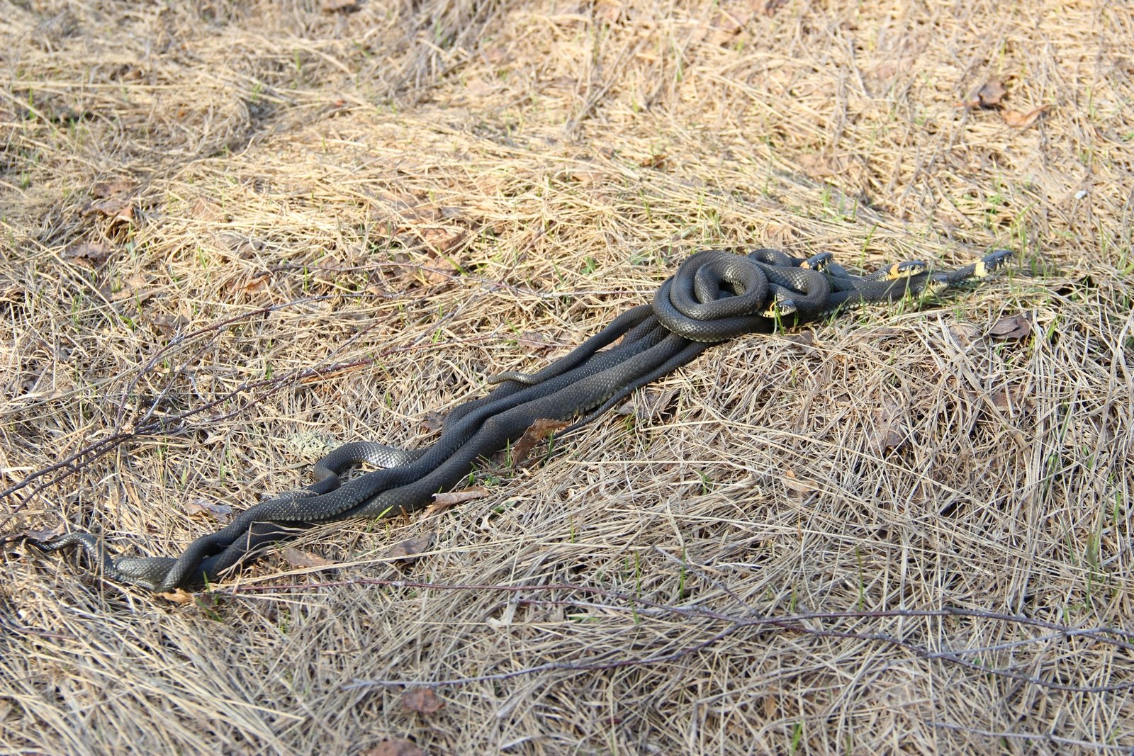 Viperit parittelukaudella