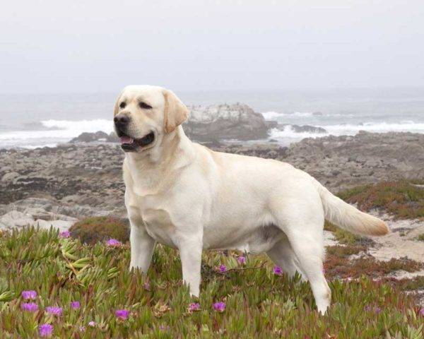 Labradorinnoutaja