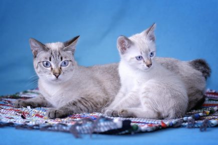 Mekong Bobtail - kissanpentu