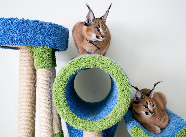 Caracal rodun kissat talossa