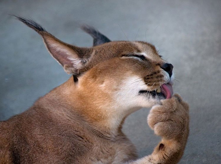 Caracal pesee itseään