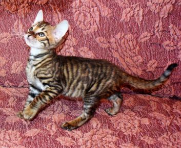 Toyger rodun kissanpentu