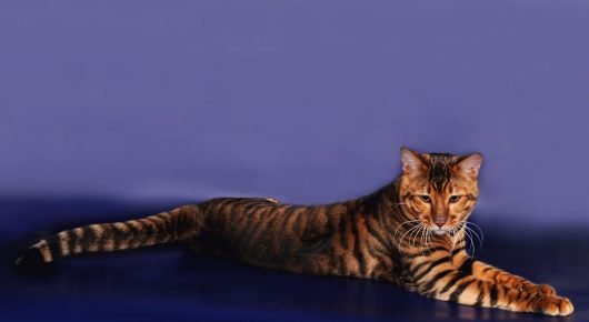 Toyger kissa lepää