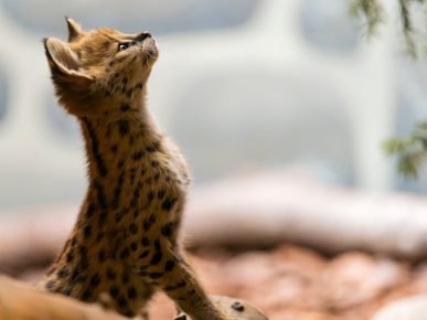 Serval kissanpentu