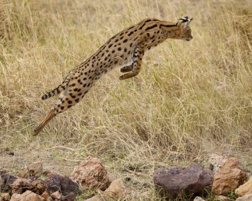 Serval hyppy saaliin