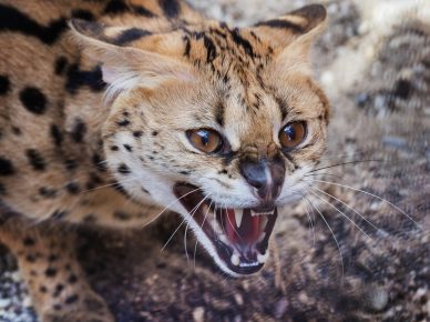 Serval kissa