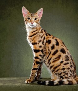 Savannah-kissa