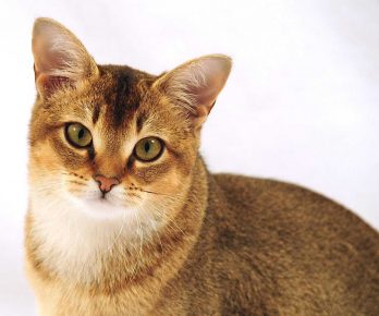 Kitty rodun kissa