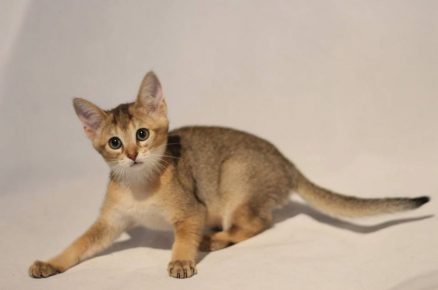 Chausie kissanpentu