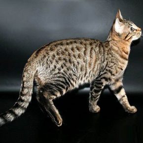 Serengetin kissa