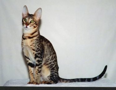 Serval-tyyppinen kissa