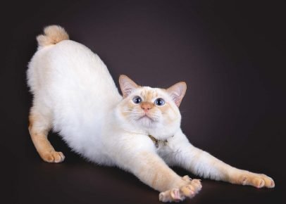 Mekongin bobtail venyy