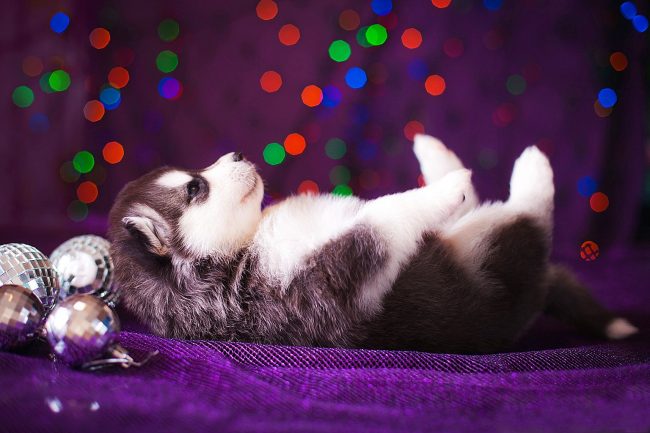 Husky-pentu suorittaa diskotanssin selällään