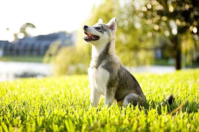 Hyvin koulutetut huskypennut ovat loistavia seuralaisia   ja lasten läheisiä ystäviä.