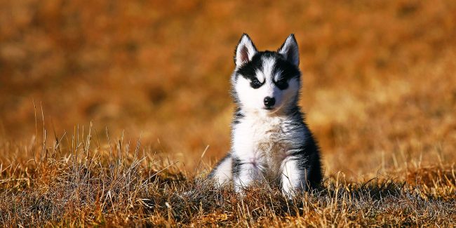 Yksi husky-pentujen ominaisuuksista on lävistyvä ilme.