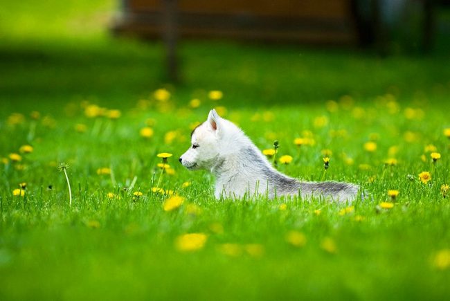 Pikku Husky nauttii kävelystä vihreällä ruoholla.
