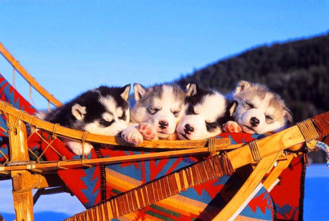 Husky-pennut nukkuivat yhdessä värikkäällä pohjoisella reellä