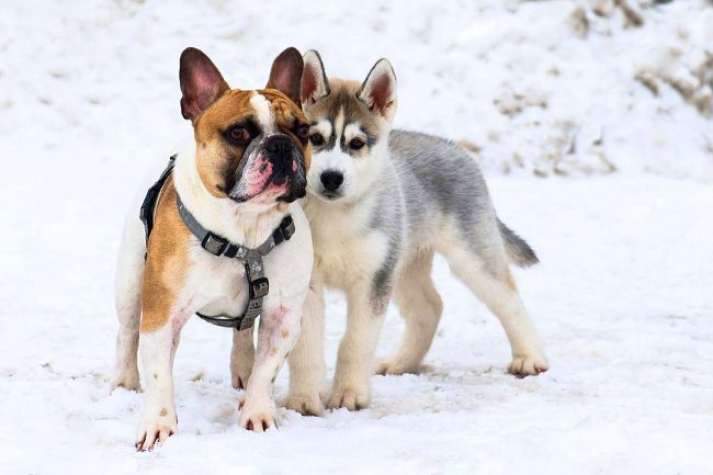 Husky-pentu Ranskan buldogin luotettavan suojan alla