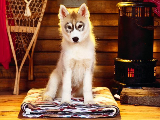 Husky-pennut asettuvat helposti uuteen paikkaan ja soveltuvat hyvin asunnon ylläpitoon