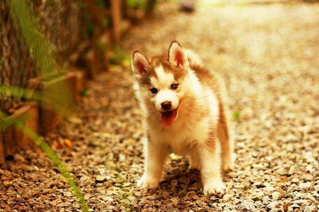 Husky-pennuilla on taipumus karkaa lapsuudesta